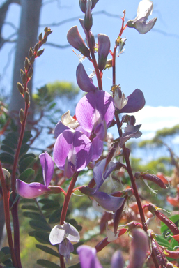 APII jpeg image of Swainsona colutoides  © contact APII