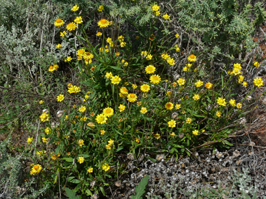 APII jpeg image of Xerochrysum bracteatum  © contact APII