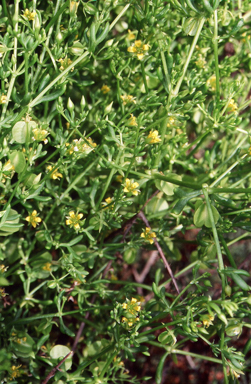 APII jpeg image of Roepera eremaea  © contact APII