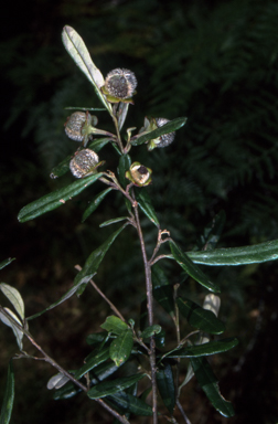 APII jpeg image of Coprosma quadrifida  © contact APII