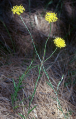 APII jpeg image of Leptorhynchos nitidulus  © contact APII