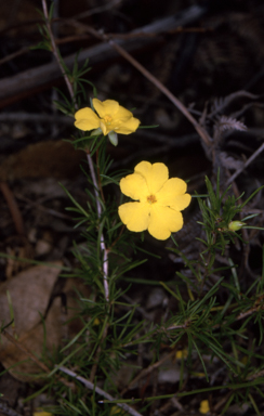 APII jpeg image of Hibbertia virgata  © contact APII