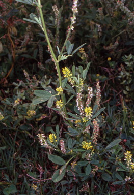 APII jpeg image of Melilotus indicus  © contact APII