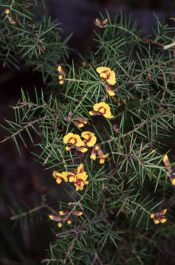 APII jpeg image of Dillwynia sieberi  © contact APII