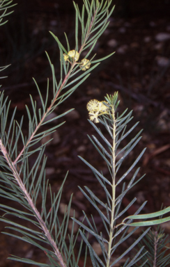 APII jpeg image of Acacia linifolia  © contact APII