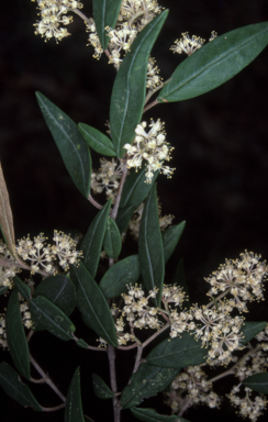 APII jpeg image of Pomaderris ligustrina subsp. ligustrina  © contact APII