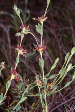 APII jpeg image of Pimelea curviflora var. sericea  © contact APII