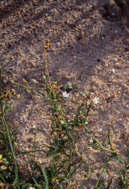 APII jpeg image of Spergularia marina  © contact APII