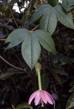 APII jpeg image of Passiflora tarminiana  © contact APII