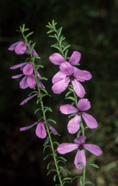 APII jpeg image of Tetratheca decora  © contact APII