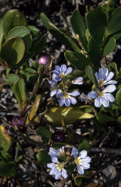 APII jpeg image of Scaevola calendulacea  © contact APII