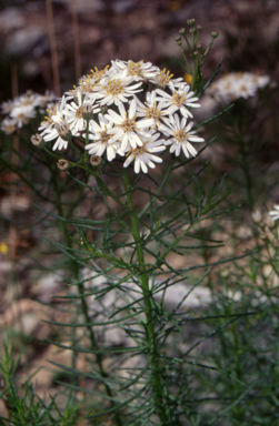 APII jpeg image of Olearia glandulosa  © contact APII