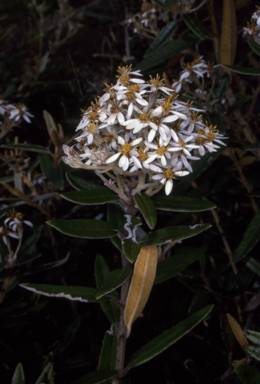 APII jpeg image of Olearia megalophylla  © contact APII