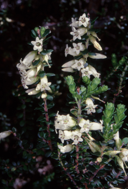 APII jpeg image of Epacris robusta  © contact APII