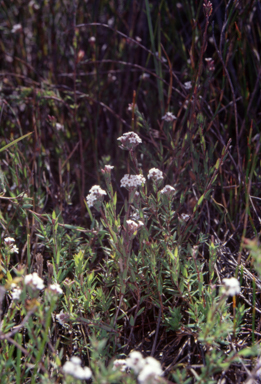 APII jpeg image of Leucopogon pilifer  © contact APII