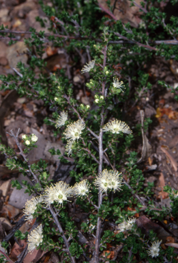 APII jpeg image of Kunzea badjaensis  © contact APII