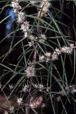 APII jpeg image of Hakea ulicina  © contact APII