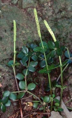 APII jpeg image of Peperomia tetraphylla  © contact APII
