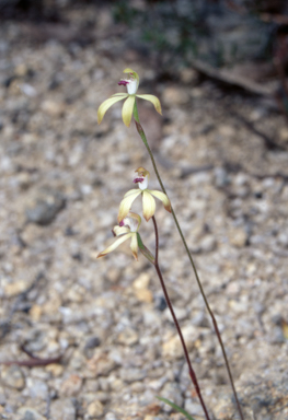 APII jpeg image of Caladenia hildae  © contact APII
