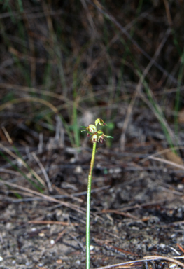 APII jpeg image of Genoplesium  © contact APII