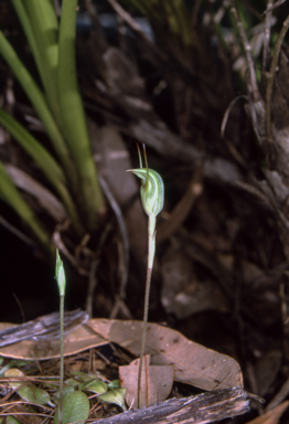 APII jpeg image of Pterostylis concinna  © contact APII