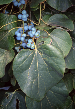 APII jpeg image of Legnephora moorei  © contact APII