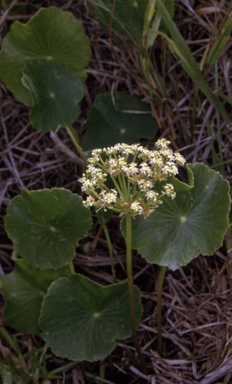 APII jpeg image of Hydrocotyle bonariensis  © contact APII