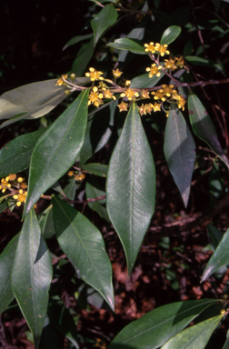 APII jpeg image of Tristaniopsis collina  © contact APII