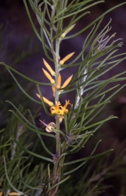 APII jpeg image of Persoonia mollis subsp. leptophylla  © contact APII