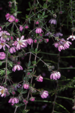 APII jpeg image of Bauera rubioides  © contact APII