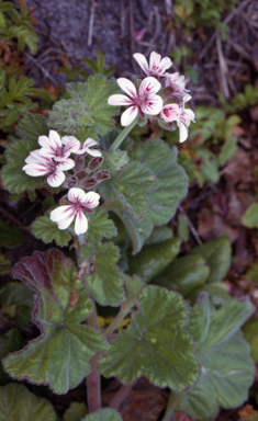 APII jpeg image of Pelargonium australe  © contact APII