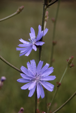 APII jpeg image of Cichorium intybus  © contact APII