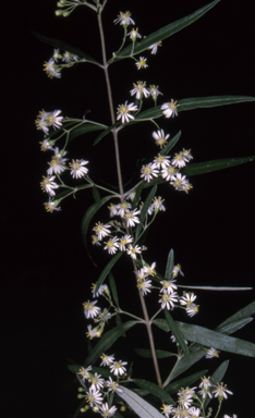 APII jpeg image of Olearia viscidula  © contact APII