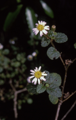 APII jpeg image of Olearia tomentosa  © contact APII