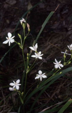 APII jpeg image of Libertia paniculata  © contact APII