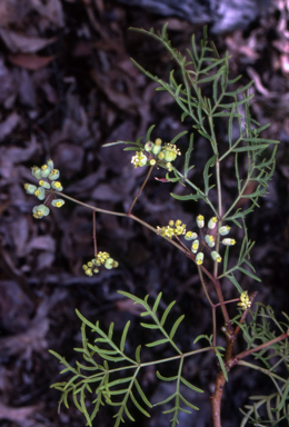 APII jpeg image of Polyscias sambucifolia subsp. Bipinnate leaves  © contact APII