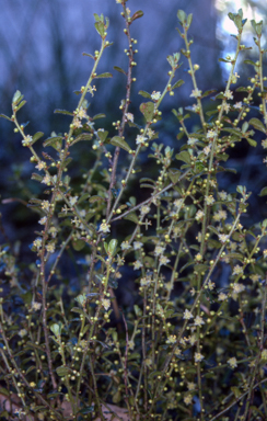 APII jpeg image of Phyllanthus hirtellus  © contact APII