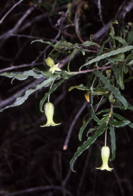 APII jpeg image of Billardiera scandens  © contact APII