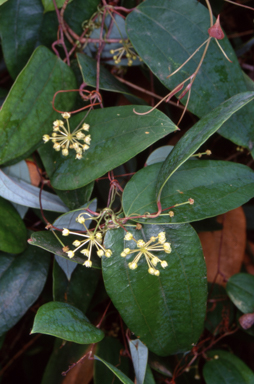 APII jpeg image of Smilax glyciphylla  © contact APII