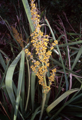 APII jpeg image of Lomandra longifolia  © contact APII