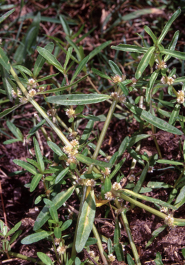 APII jpeg image of Alternanthera denticulata  © contact APII