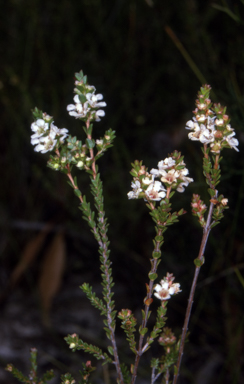 APII jpeg image of Baeckea imbricata  © contact APII