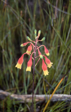 APII jpeg image of Blandfordia nobilis  © contact APII