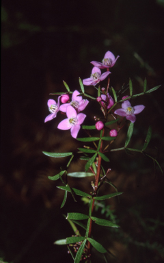 APII jpeg image of Boronia pinnata  © contact APII