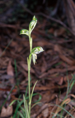 APII jpeg image of Pterostylis melagramma  © contact APII