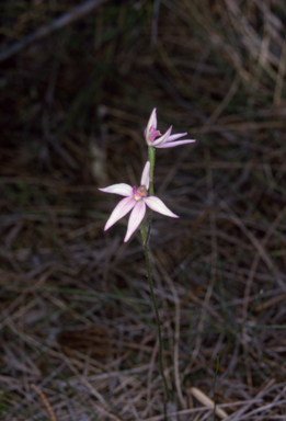 APII jpeg image of Caladenia xantholeuca  © contact APII