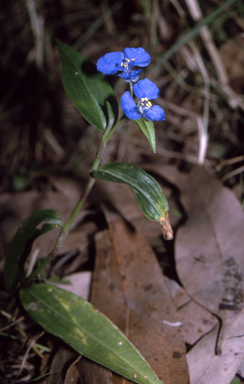 APII jpeg image of Commelina cyanea  © contact APII