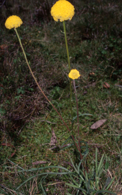 APII jpeg image of Craspedia gracilis  © contact APII