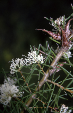 APII jpeg image of Hakea teretifolia subsp. teretifolia  © contact APII