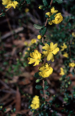 APII jpeg image of Hibbertia aspera subsp. aspera  © contact APII